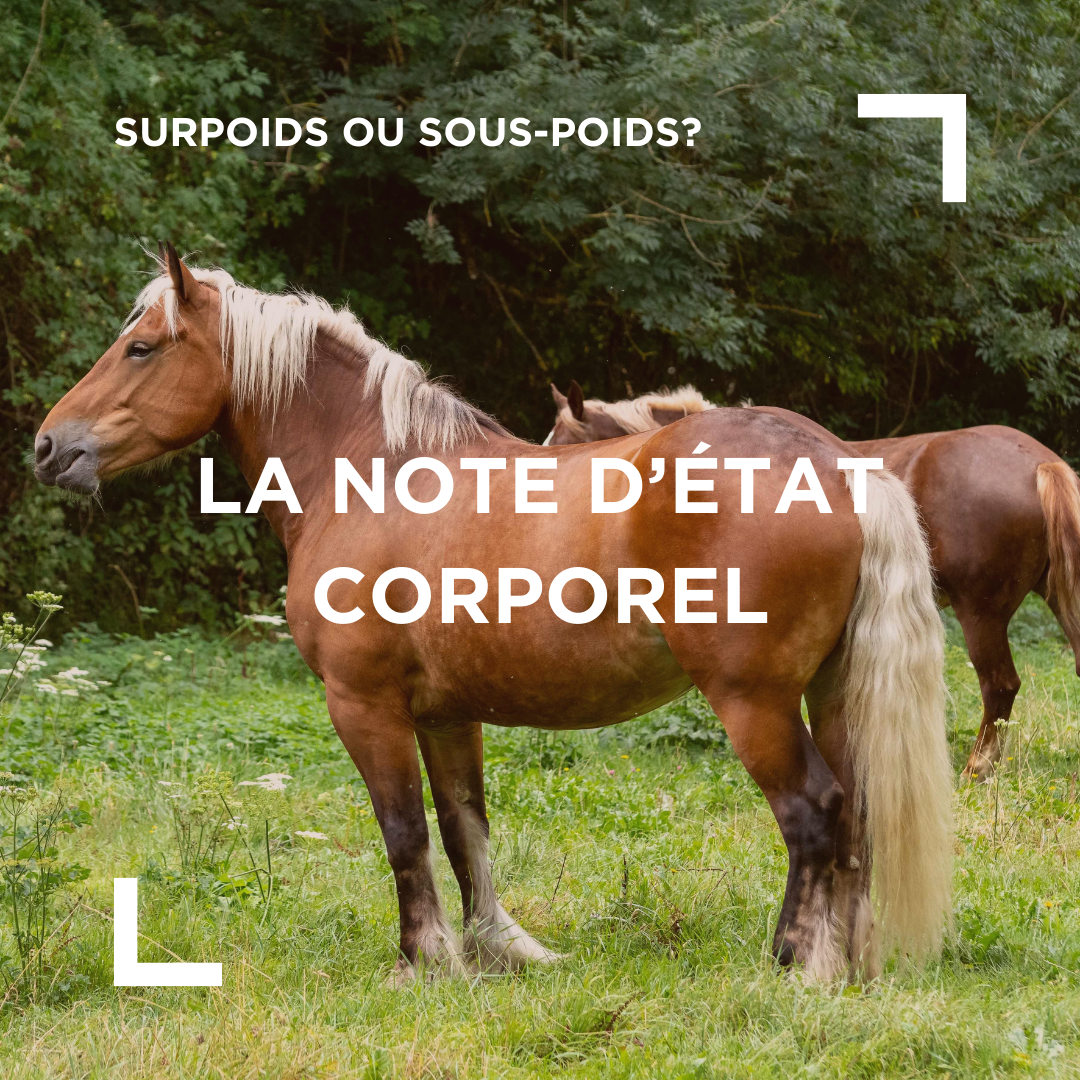 calculer la note d'état corporel de mon cheval