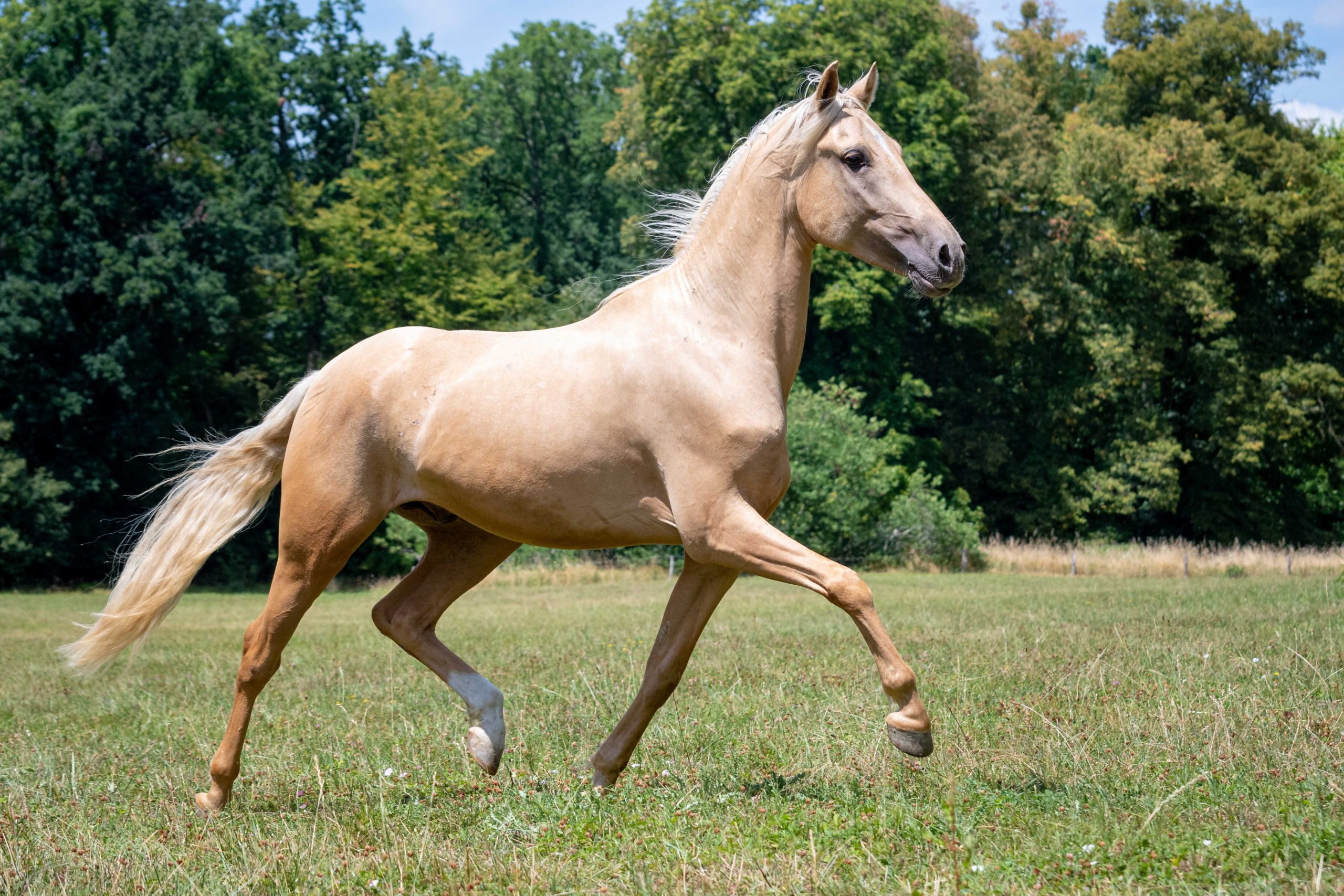 Comment soigner et entretenir le sabot du cheval?