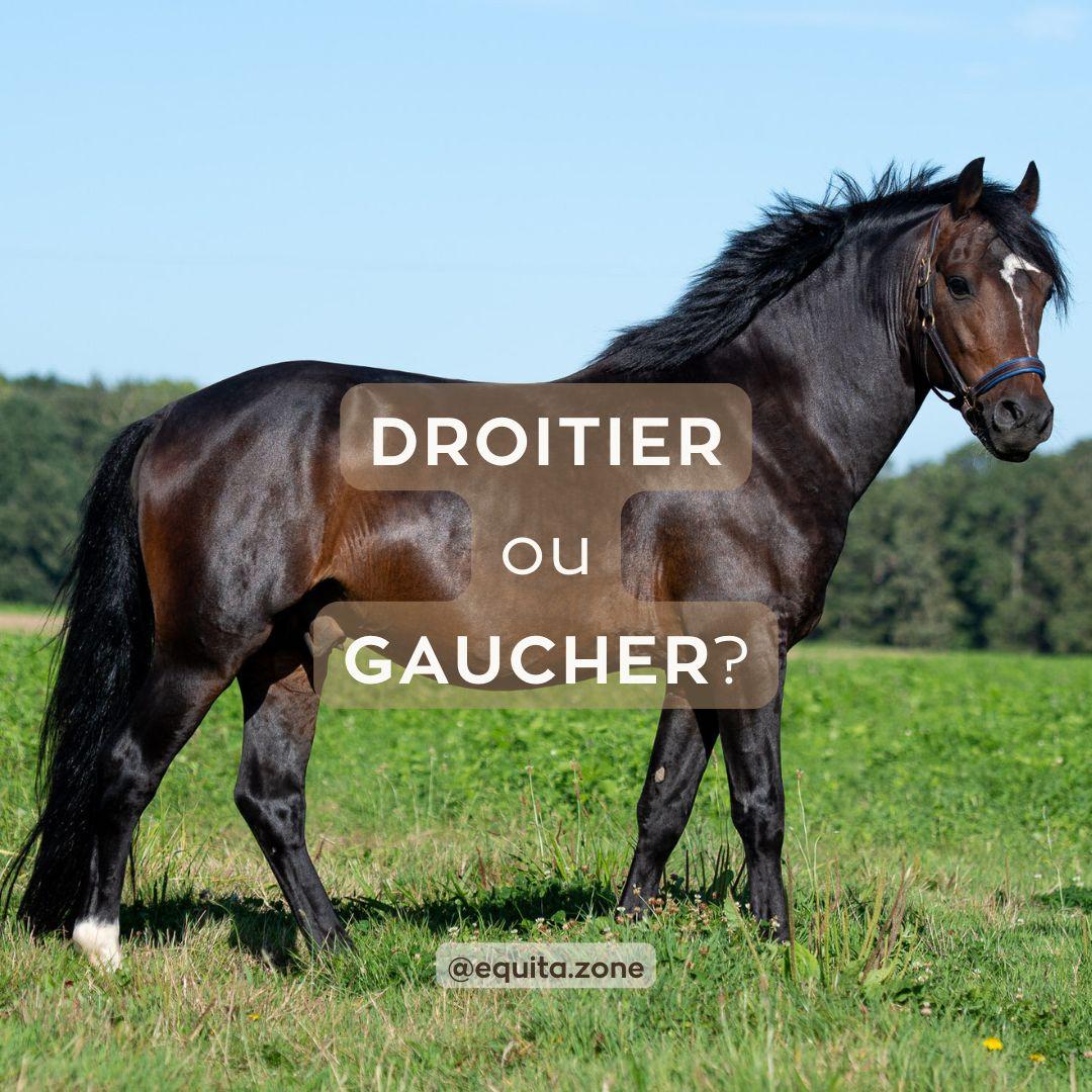 Cheval droitier ou gaucher