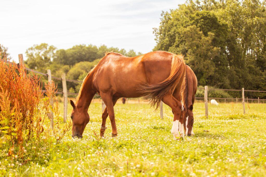 Santé et bien-être chez le cheval avec l'appli Equitazone